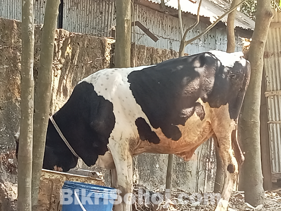 গরু ষাঁড় গরু